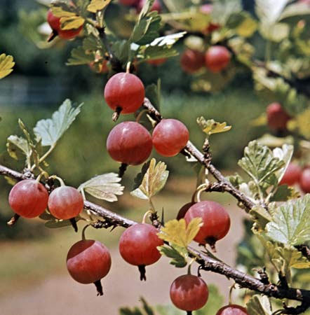 انگور فرنگی